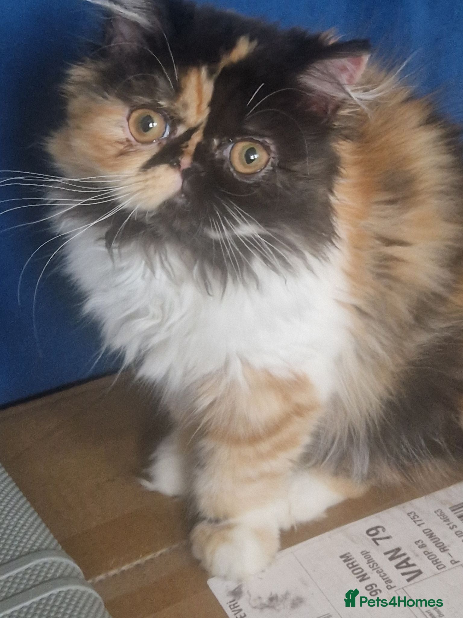 Persian cats Persian female kitten  - Advert 3