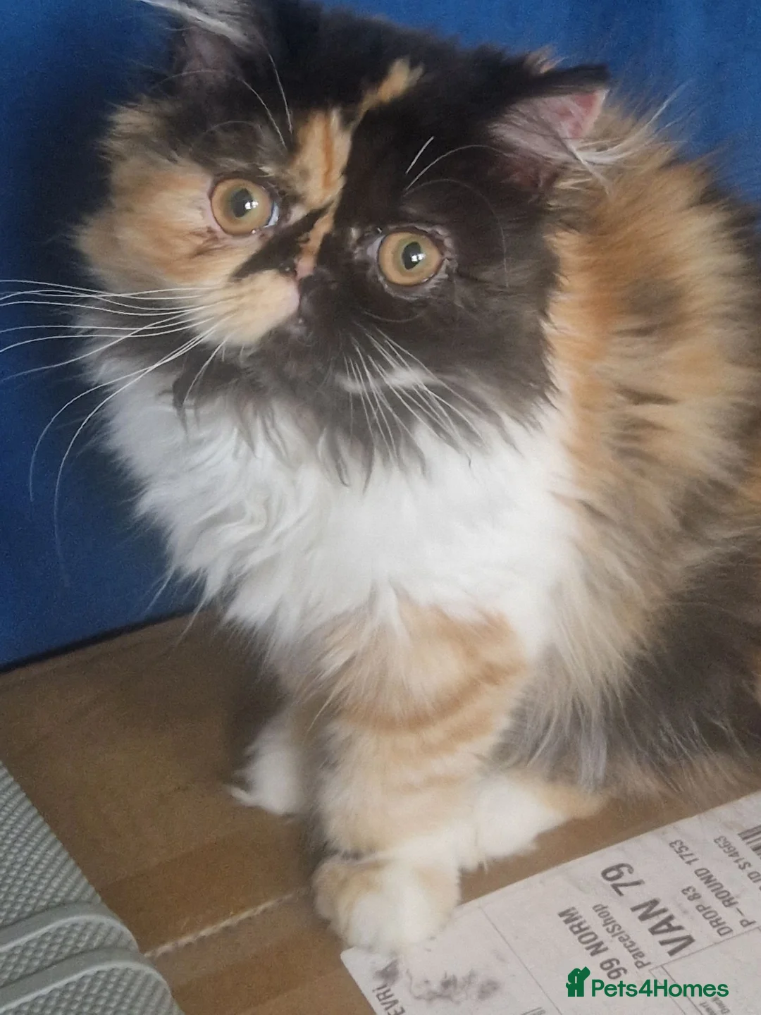 Persian cats for sale: Persian female kitten  - Advert 1