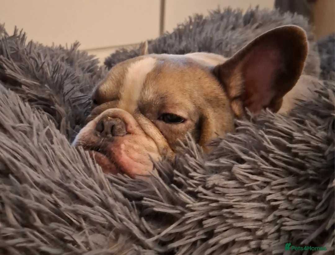 French Bulldog dogs for sale: Frenchie puppies - Advert 30