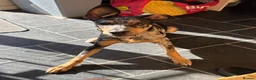 Mixed Breed dogs for sale: Mixed breed pup. - Advert 2
