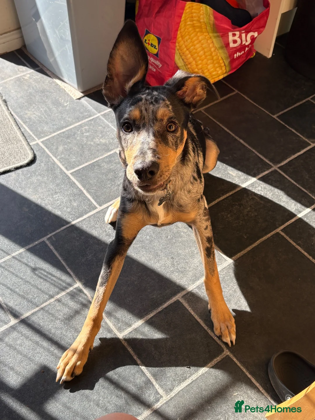 Mixed Breed dogs for sale: Mixed breed pup. - Advert 2