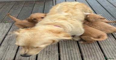 Golden Retriever dogs - Advert 1
