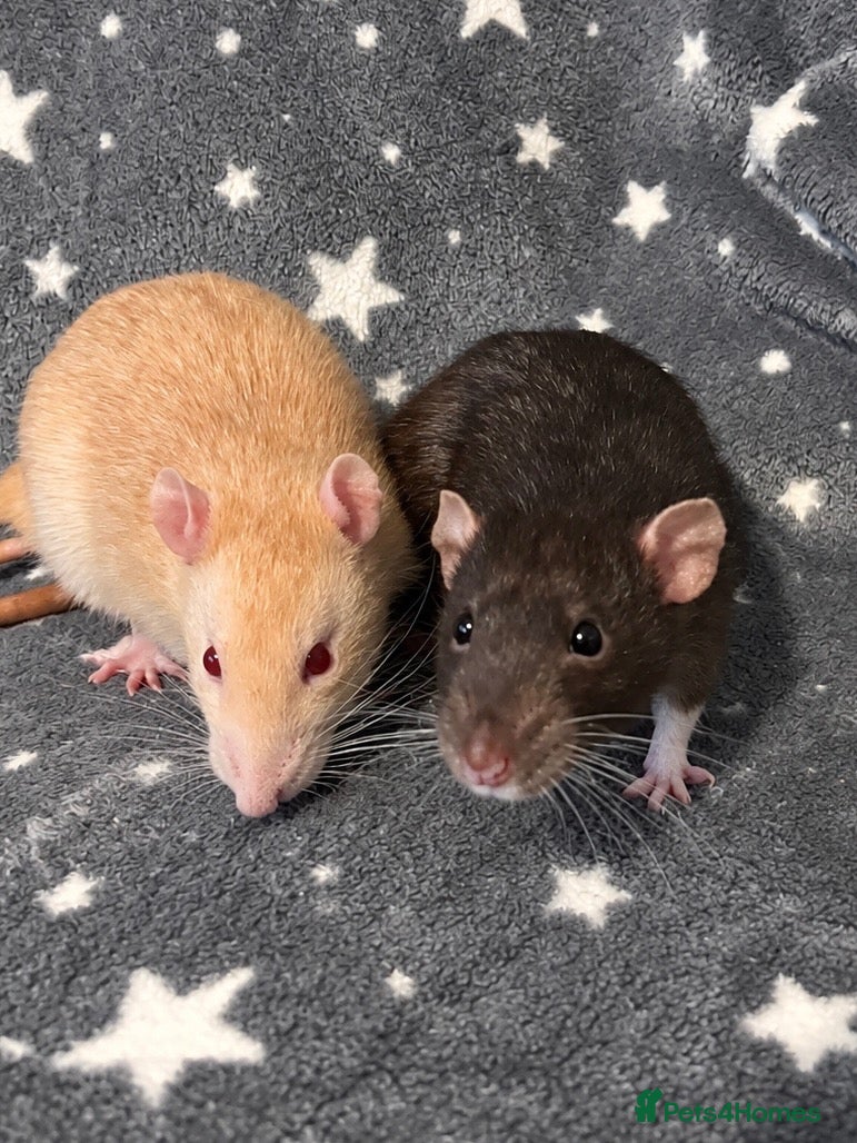 Rat rodents Older Dumbo Rats 5+months Male and Female  - Advert 1