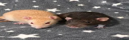 Rat rodents for sale: Older Dumbo Rats 5+months Male and Female  - Advert 1