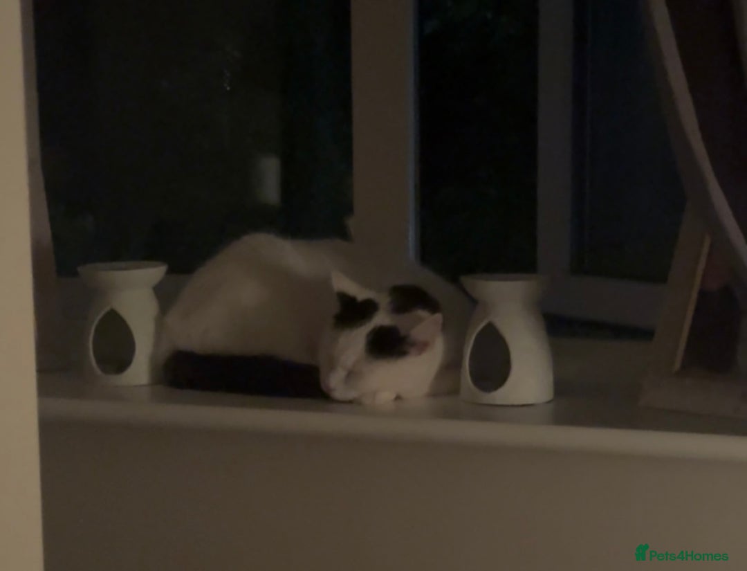 Mixed Breed cats for sale: Masiy and Milo (brother and sister)  - Advert 11