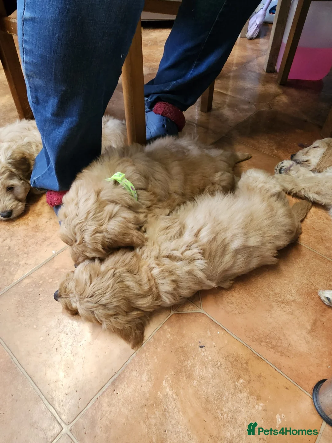 Cockapoo dogs for sale: Bred From Health Tested Parents - Advert 8