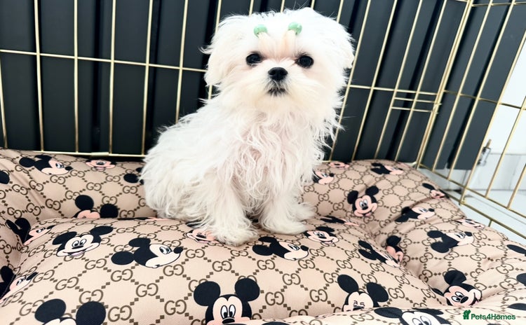 Maltese dogs - Advert 2
