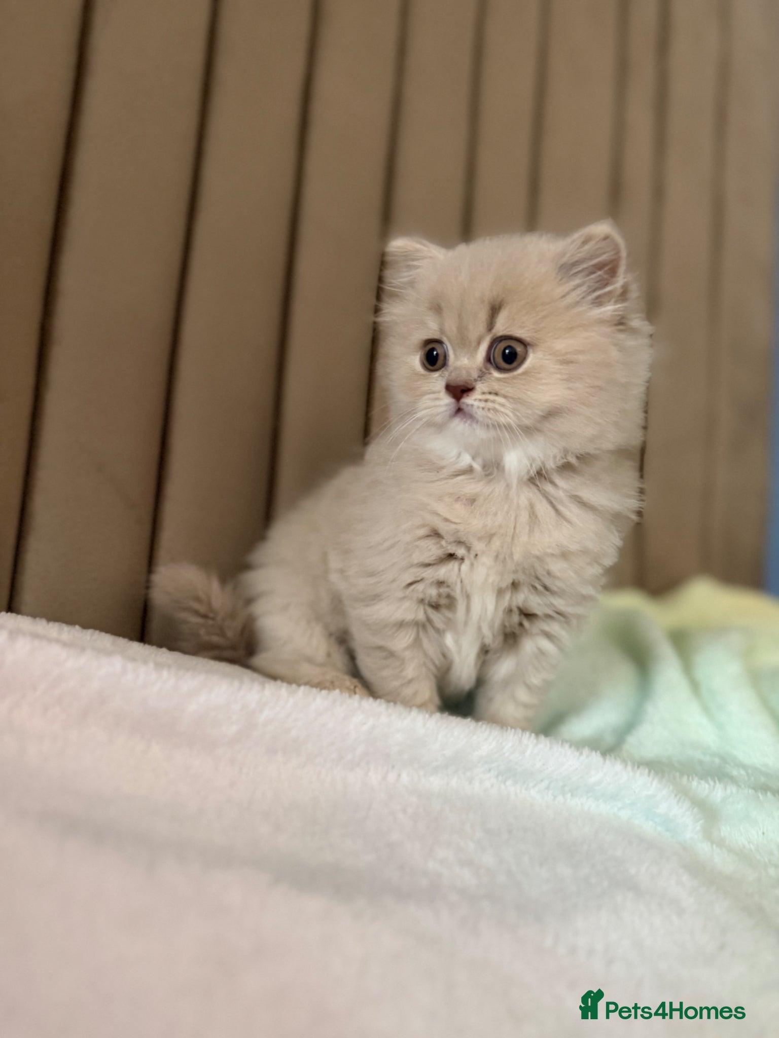 British Longhair cats for sale: 🎀Last longhair girl available from this litter.  - Advert 12