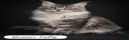 Maine Coon cats for sale: Beautiful Maine Coon Queen Active Reg  - Advert 3