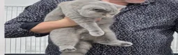 British Shorthair cats for sale: TICA CH Parents beautiful BSH boys ( November) - Advert 3