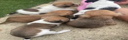 Jack Russell dogs for sale: Jack russle puppies  in Bedford - Advert 5