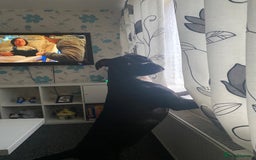 Mixed Breed dogs for sale: Free to good homes crackles and Medusa  - Image 2