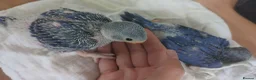 Ringnecks birds for sale: Indian Ringneck baby violet hand reared special - Advert 3