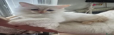 Red Point Ragdoll Kitten 2