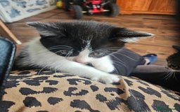 Mixed Breed cats for sale: Kittens for Sale - Image 1
