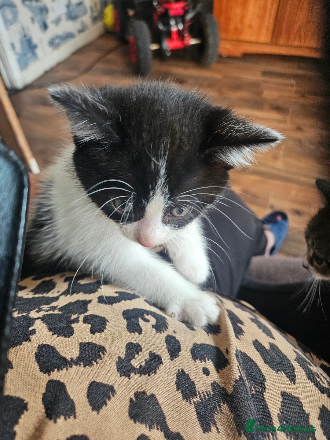 Mixed Breed cats for sale: Kittens for Sale - Image 1