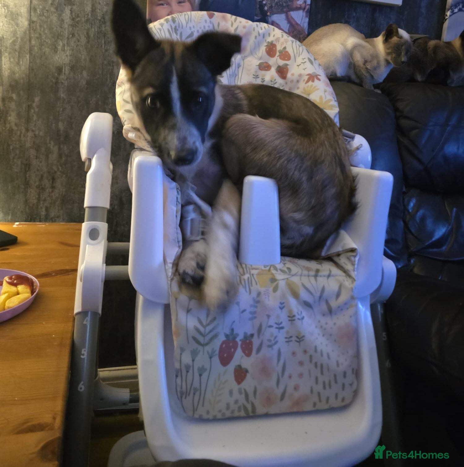 Welsh Collie dogs for sale: tri colour welsh collie - Advert 18