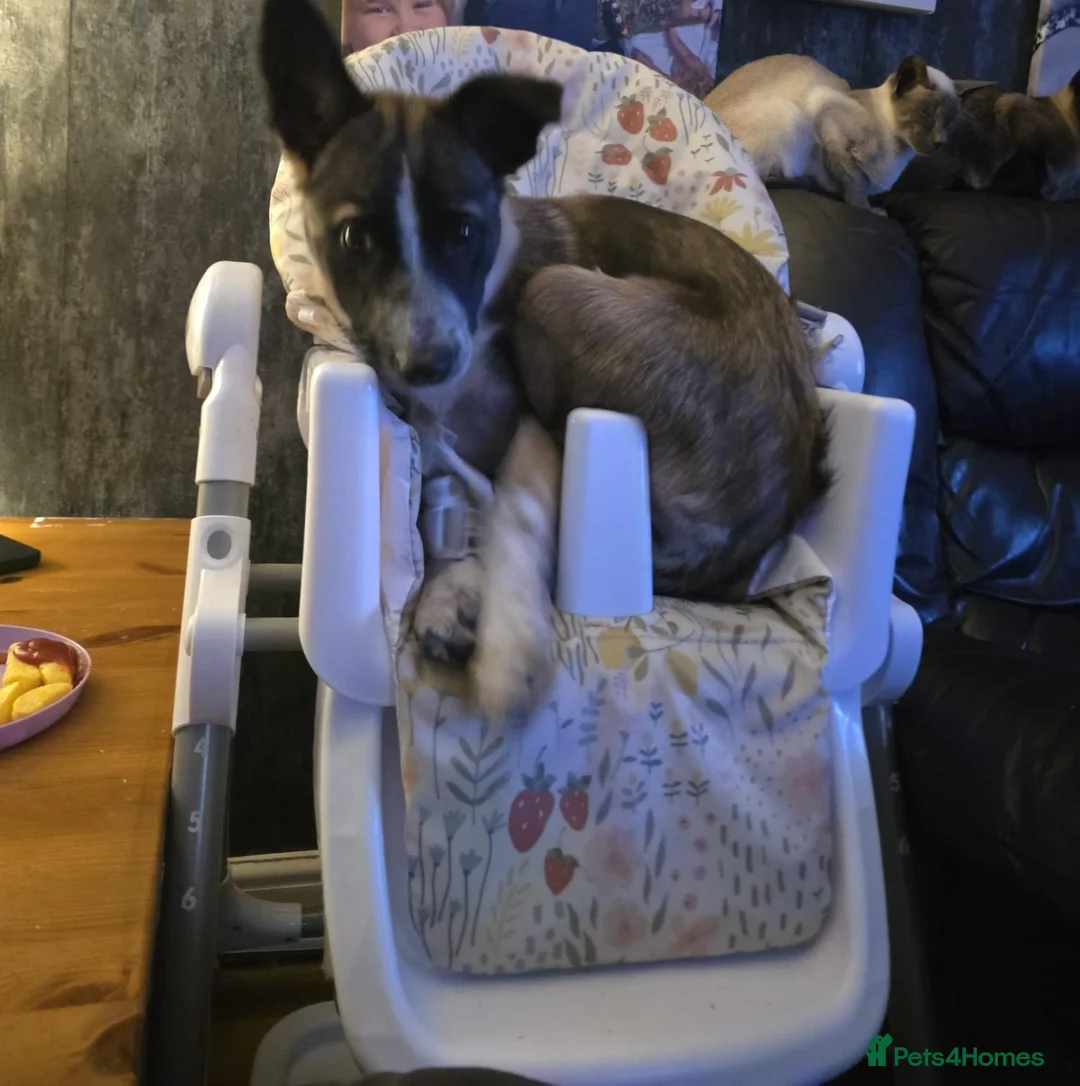 Welsh Collie dogs for sale: tri colour welsh collie - Advert 1