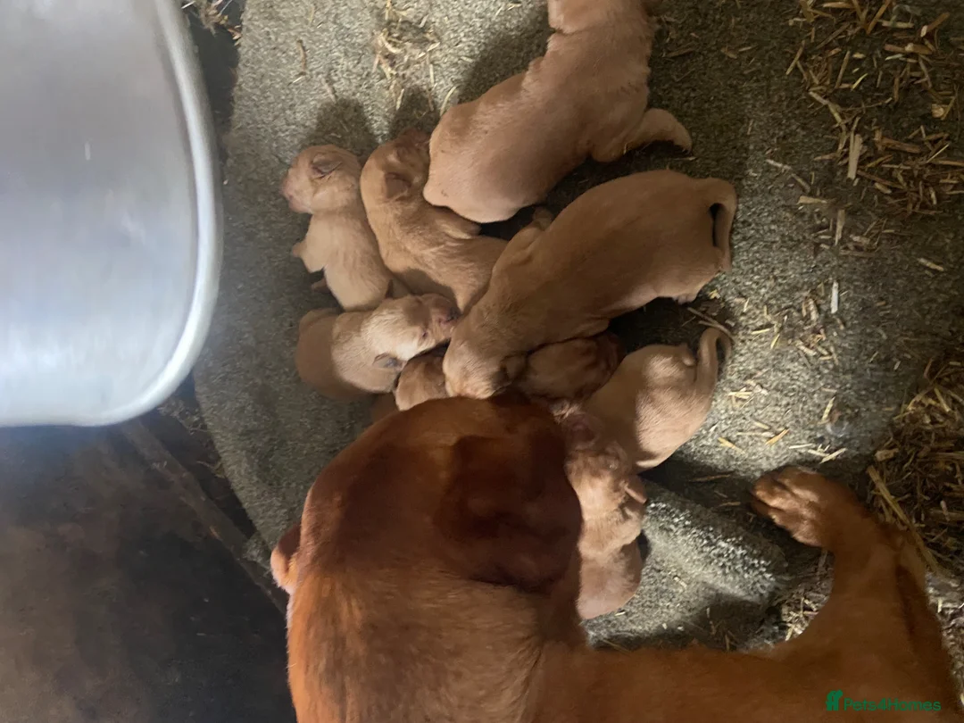 Labrador Retriever dogs for sale: ✨ Exceptional Golden Labrador Retriever Puppies - Advert 2