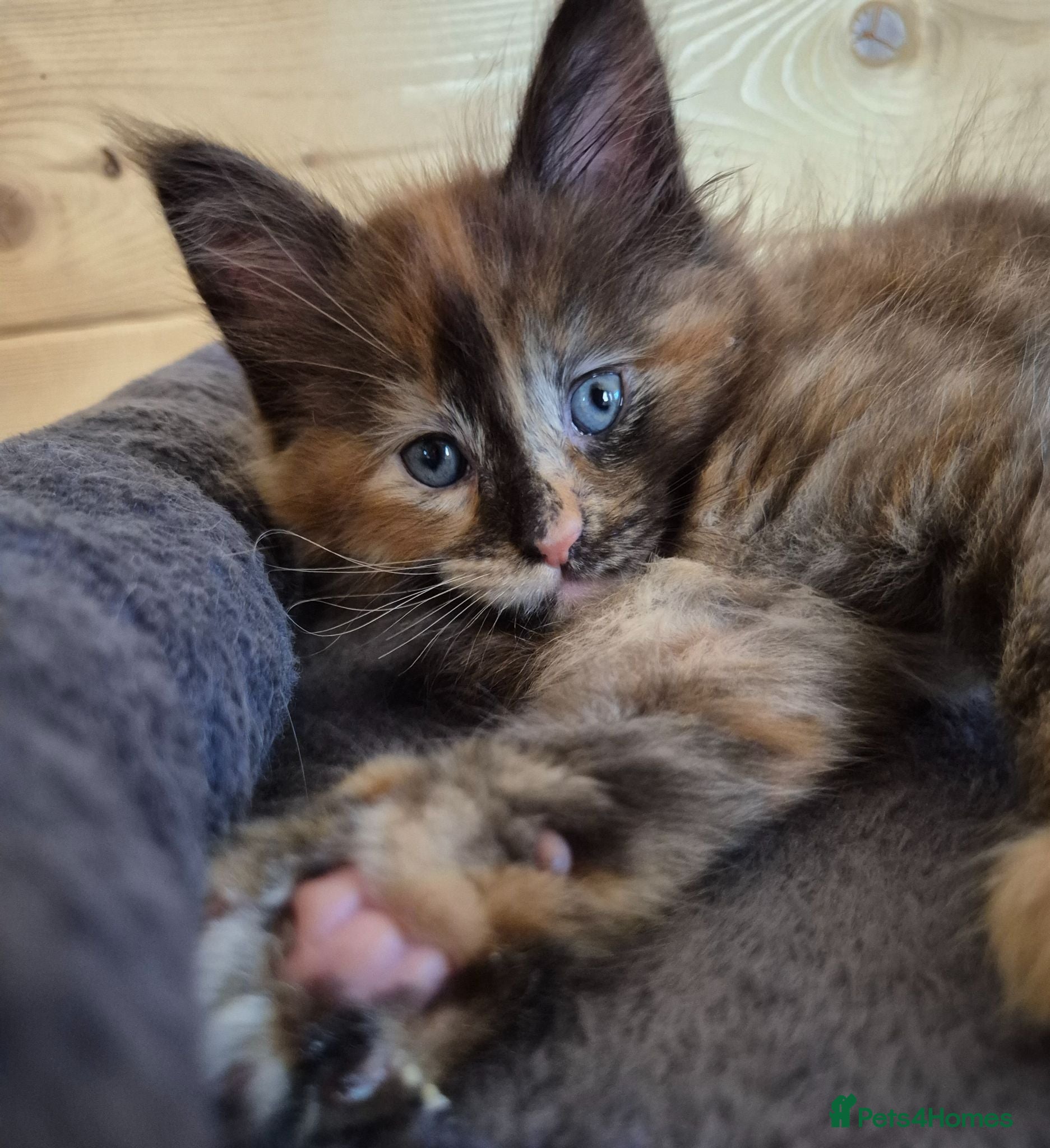 Maine Coon cats Mein con  - Advert 1