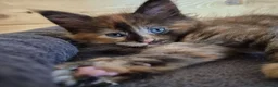 Maine Coon cats for sale: Mein con  - Advert 5