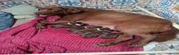 Labrador Retriever dogs for sale: Chocolate labrador retrievers  - Advert 11