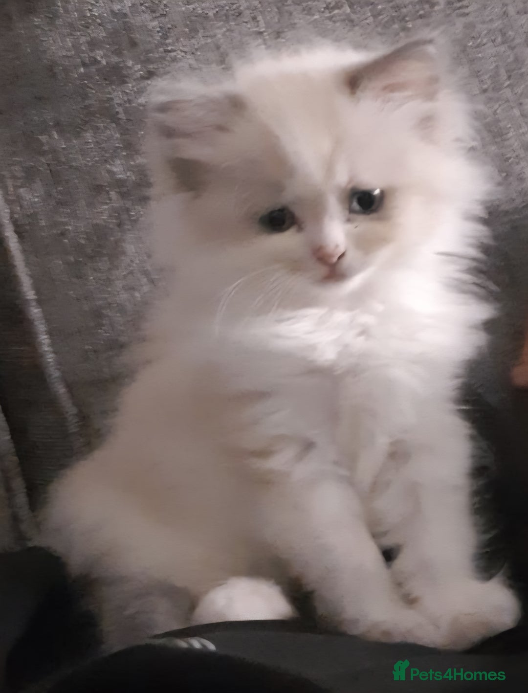 Ragdoll cats for sale: Ragdoll kitten (female) in Halesowen - Image 2