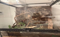 Gecko reptiles for sale: Adult Crested Gecko  - Image 4