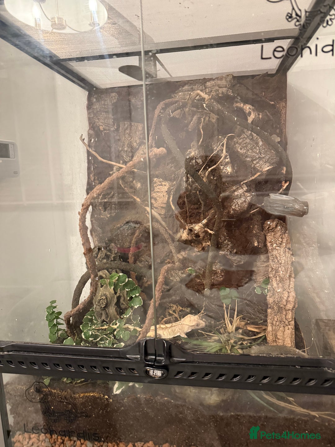 Gecko reptiles for sale: Adult Crested Gecko  - Image 4