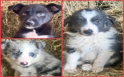 Border Collie dogs for sale: 3 beautiful border collie pups  - Image 2
