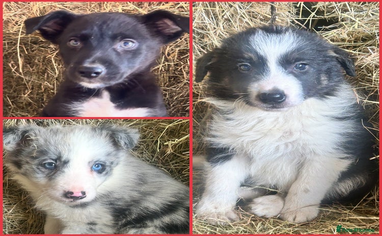 Border Collie dogs - Advert 4