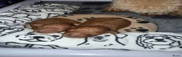 Toy Poodle dogs for sale: KC Registered Toy Poodle Puppies – DNA Clear,  - Advert 21