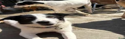 Mixed Breed dogs for adoption: Yasmin - Norwich Norfolk  - Advert 7