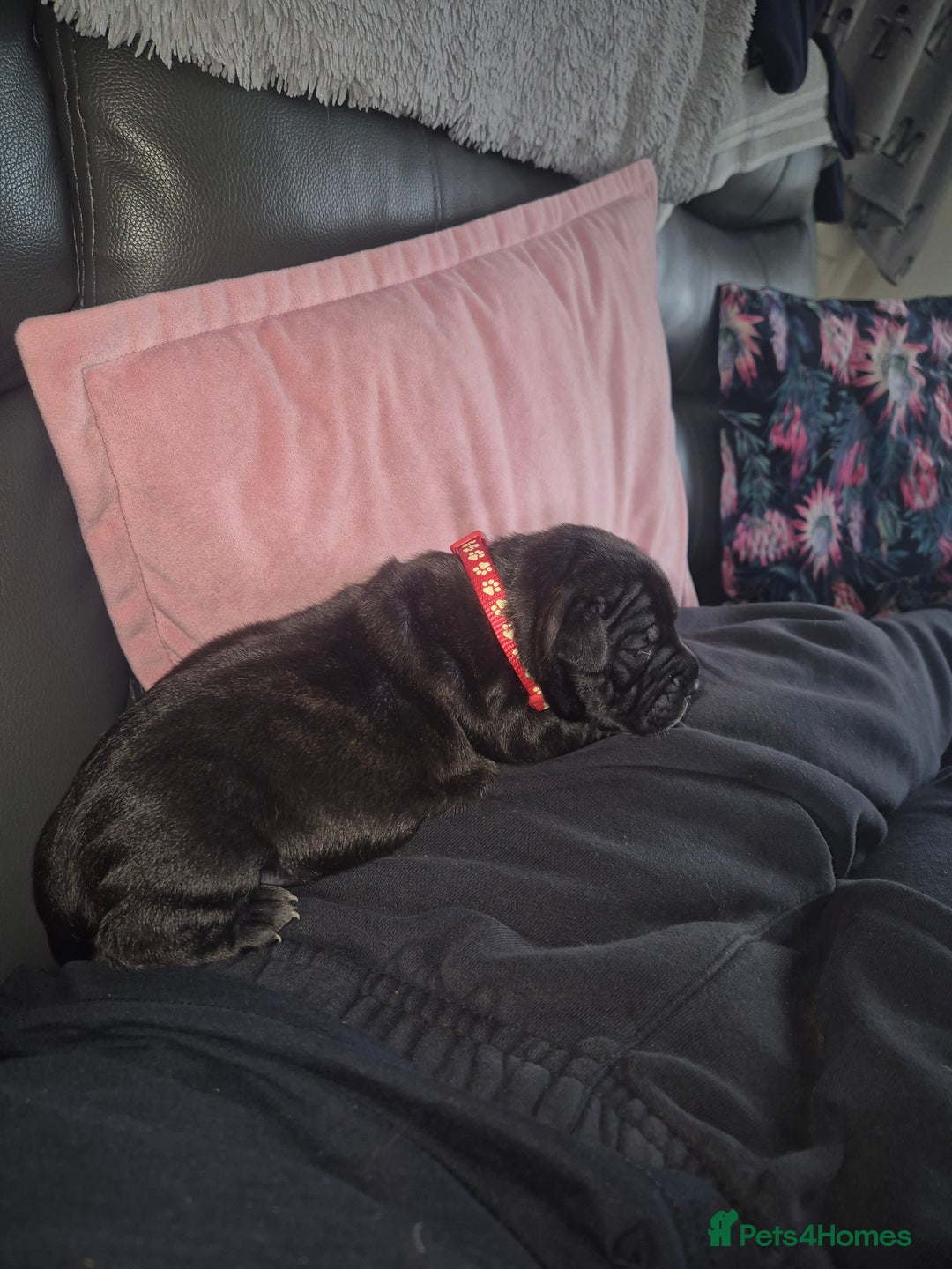 Staffordshire Bull Terrier dogs for sale: 2 female staffies  - Image 12
