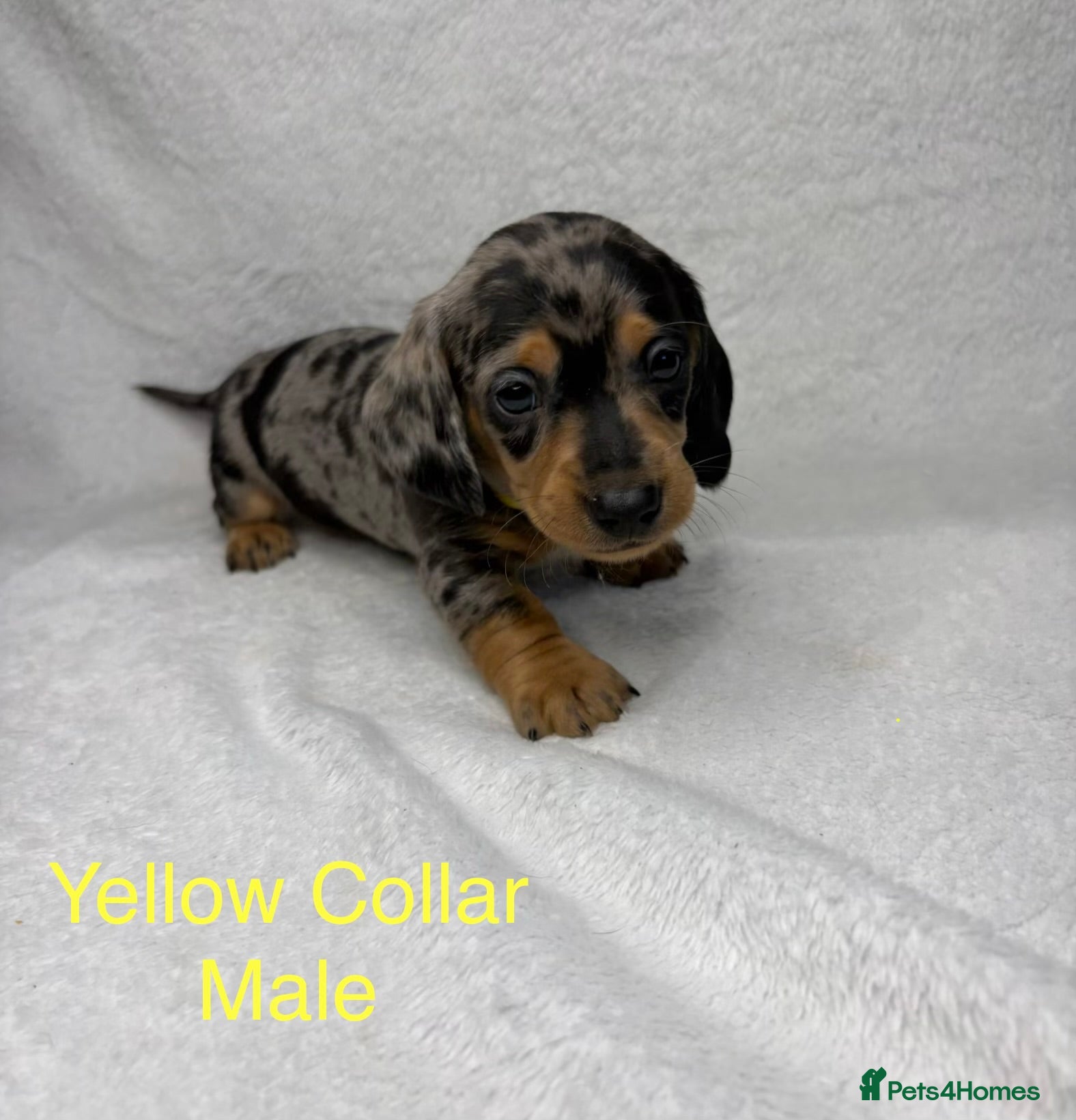 Miniature Dachshund dogs Miniature Dachshund Puppies💕 - Advert 14