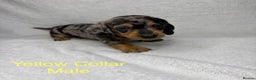 Miniature Dachshund dogs for sale: Miniature Dachshund Puppies💕 - Advert 15