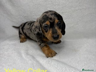 Miniature Dachshund dogs Miniature Dachshund Puppies💕 - Advert 4