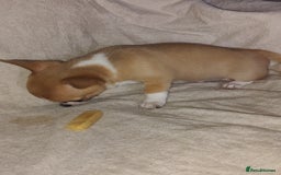 Chihuahua dogs for sale: Adorable Loving hand reared ready now Chihuahuas - Image 38