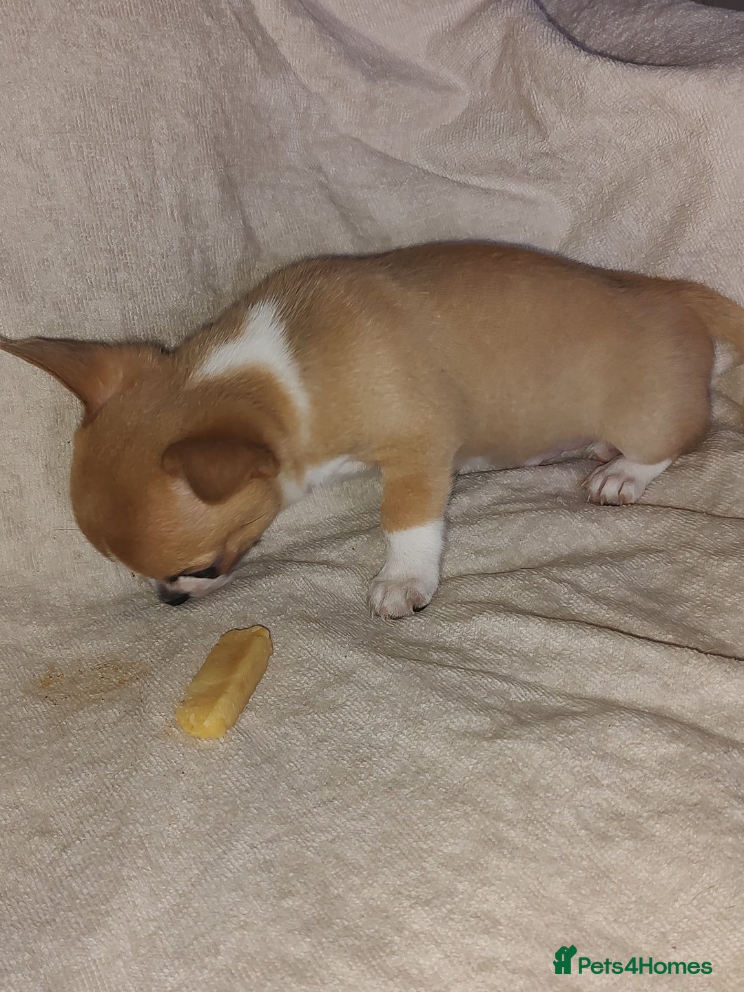 Chihuahua dogs for sale: Adorable Loving hand reared ready now Chihuahuas - Image 38