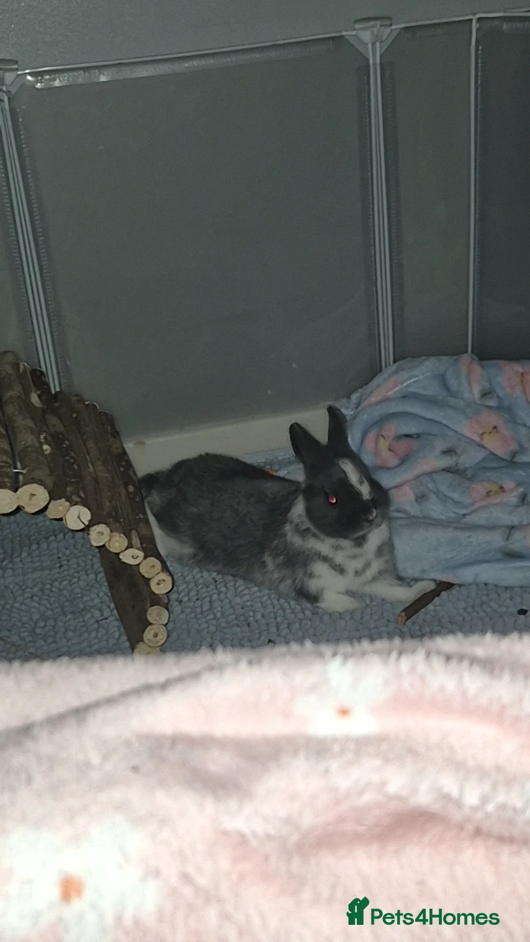 Netherland Dwarf rabbits for sale: Netherland dwarf rabbit ( bugs ) in Leeds - Advert 2