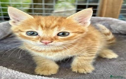 Persian cats for sale: Gorgeous British short hair cross persian in Bordon - Image 3