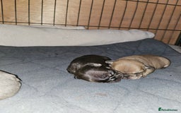 French Bulldog dogs for sale: Exquisite Pedigree French Bull Dog Puppies  - Image 4