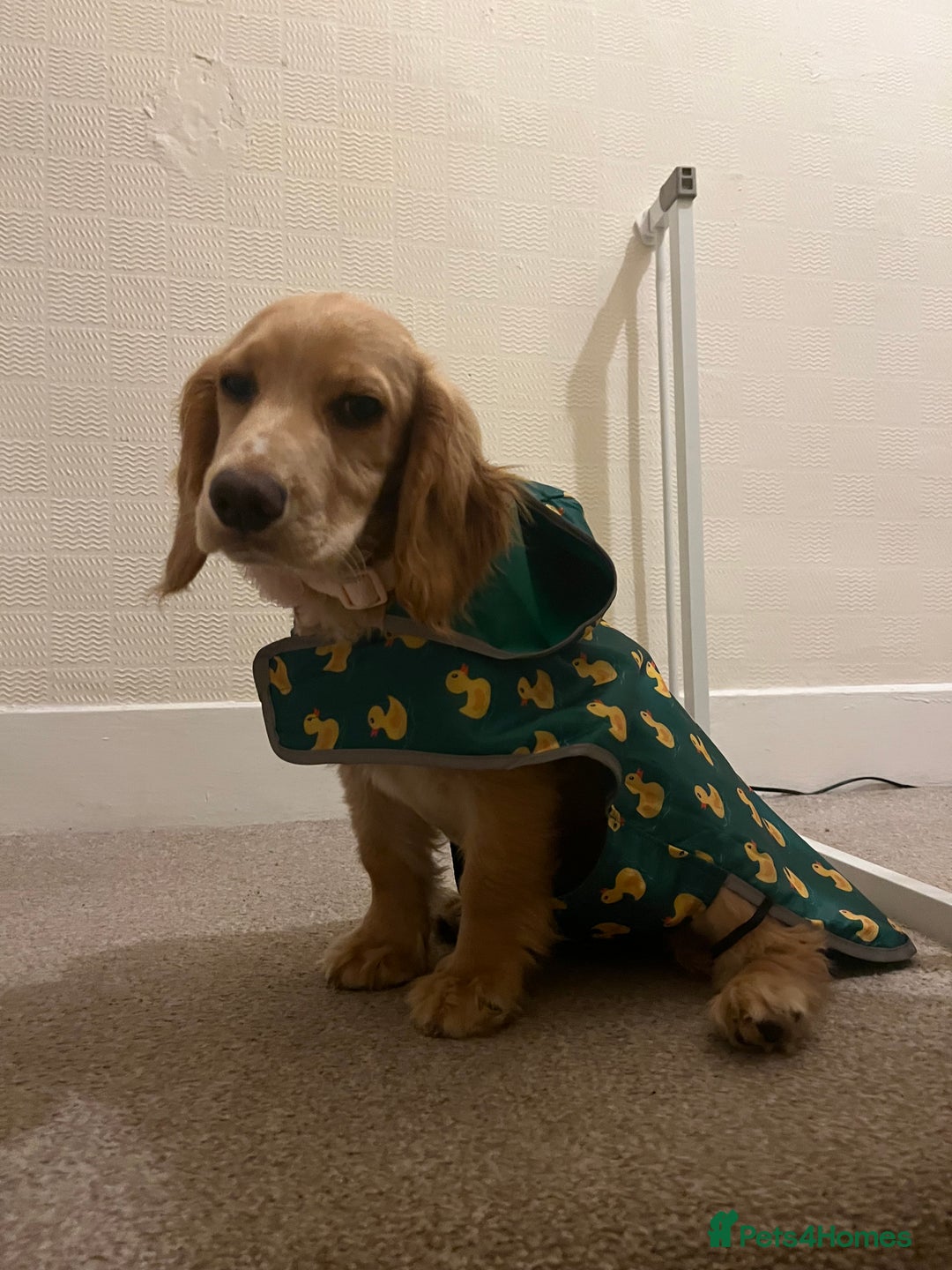 Cocker Spaniel dogs for sale: Ruby the cocker “trained and fully health checked” - Image 12