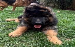 German Shepherd dogs for sale: Outstanding long haired Gsd pups  for sale  - Advert 5