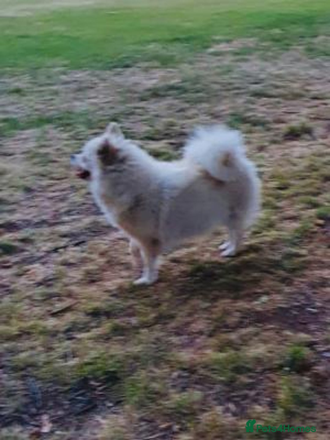 Pomeranian dogs for sale: handsome Pomeranian - Image 4