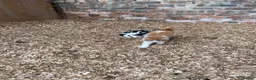 Mixed Breed cats for sale: Beautiful Kittens - Advert 11
