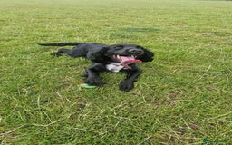 Sprocker dogs for sale: Stunning Sprocker Spaniels - Image 10