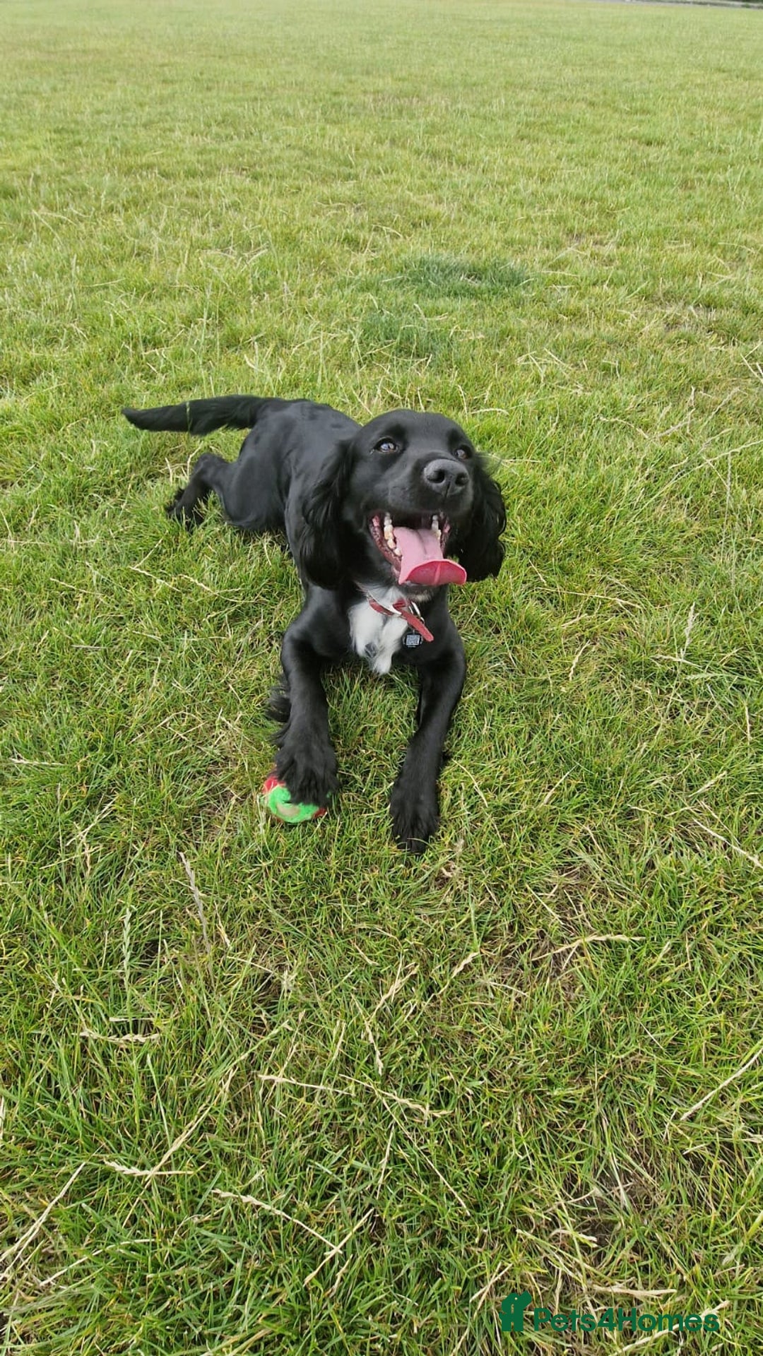 Sprocker dogs for sale: Stunning Sprocker Spaniels - Image 10