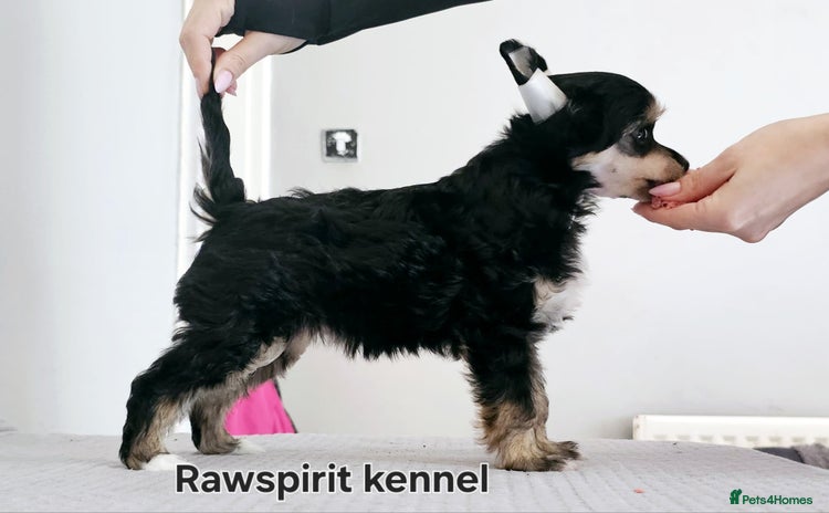 Chinese Crested dogs in Crewe - Advert 1