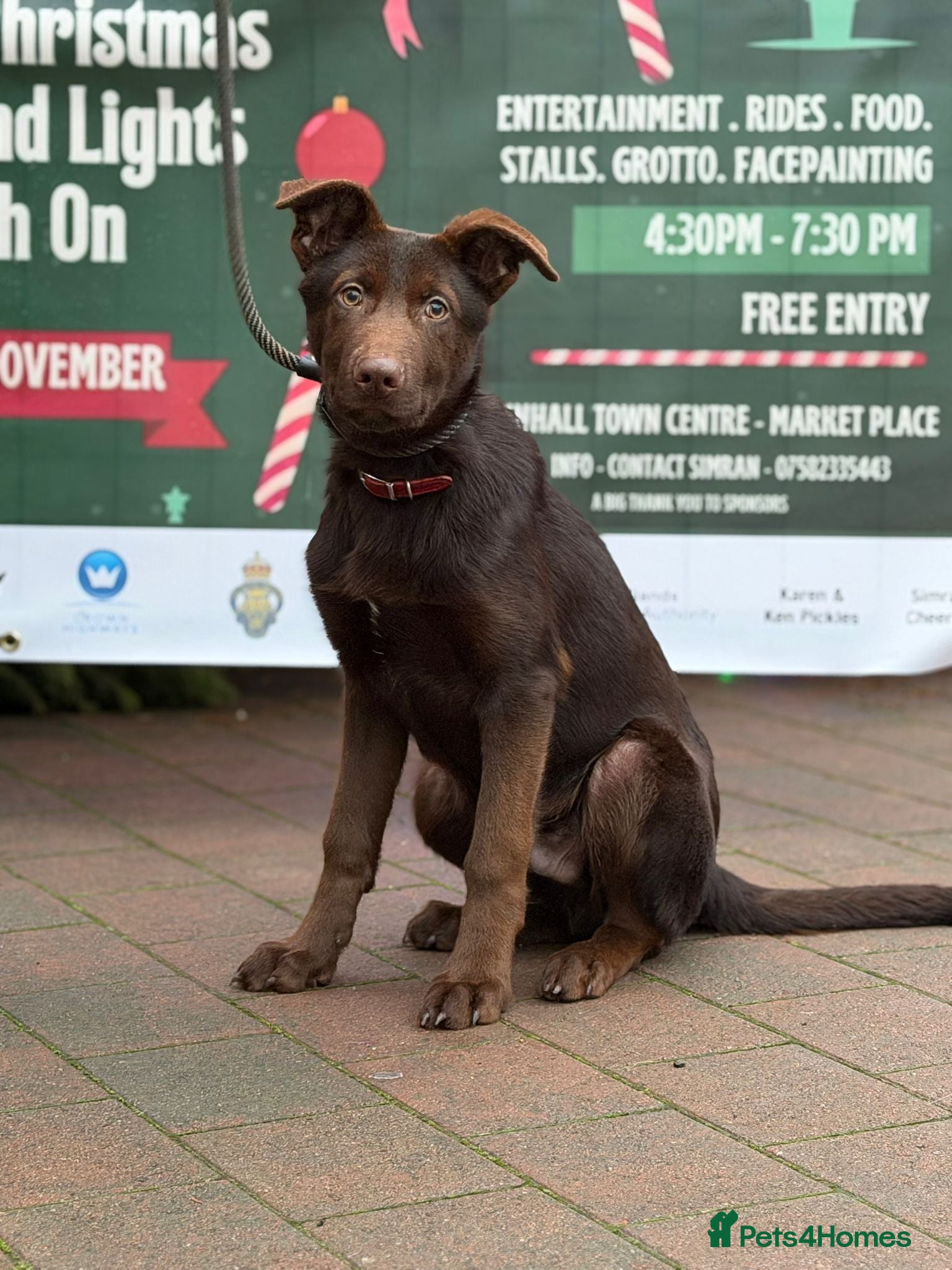 German Shepherd dogs German Shepherd Liver and Tan Male  - Advert 4
